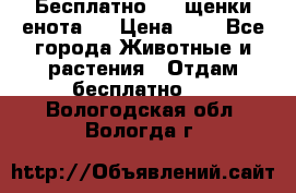 Бесплатно !!! щенки енота!! › Цена ­ 1 - Все города Животные и растения » Отдам бесплатно   . Вологодская обл.,Вологда г.